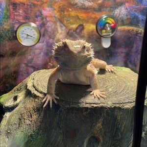 Meet your Posher, Maya